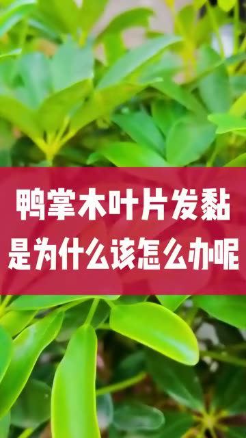 鸭掌木叶子发黏,是为什么,咱们又该怎么办呢