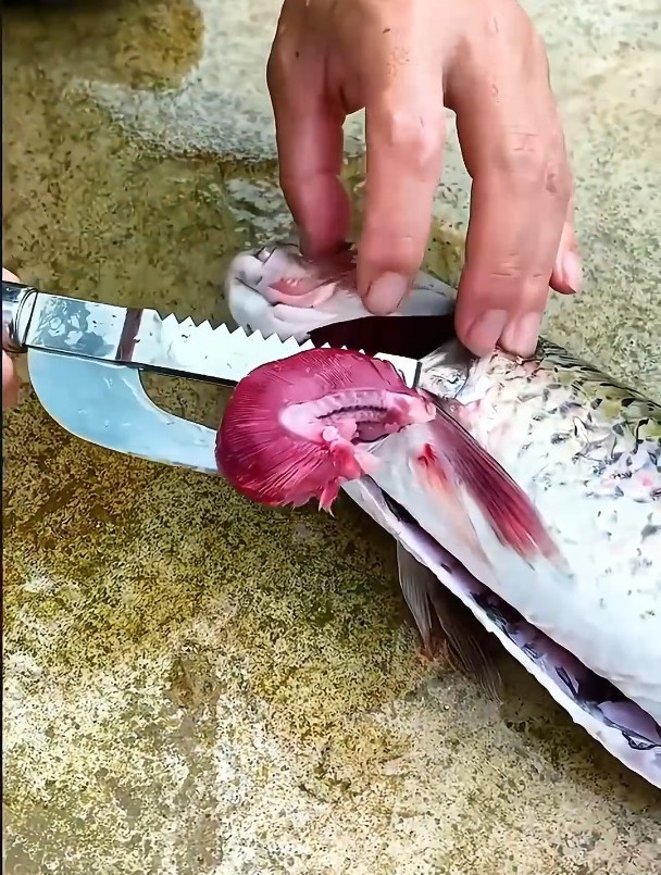 菜刀刮鱼鳞多麻烦,聪明人用多功能鱼鳞刀,开鱼肚去鱼鳞很方便