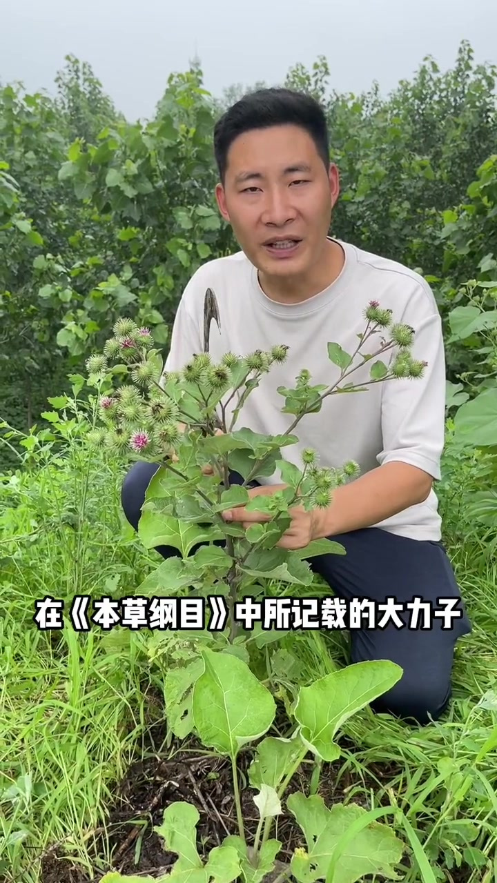 牛蒡也叫恶实、大力子,别名东洋参