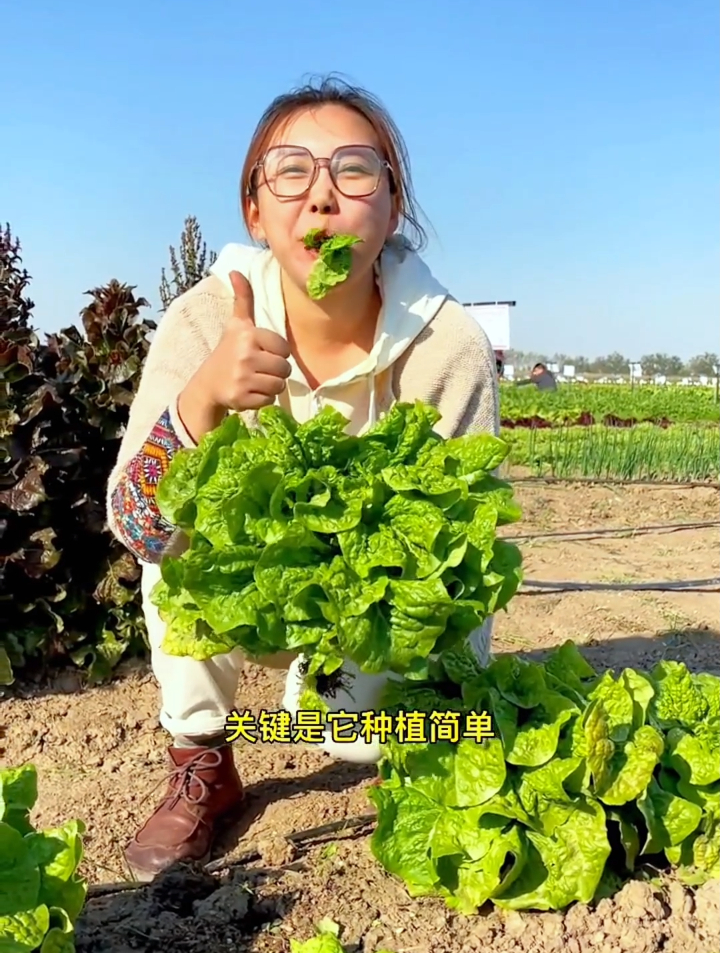 养花不如种菜把“奶油生菜”种在阳台上,7天出芽20天就能采收!