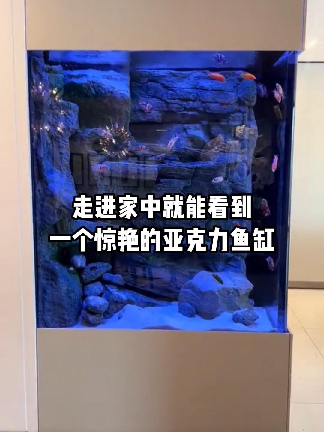 如果您家中也有这样一个鱼缸,您会养什么鱼呢?