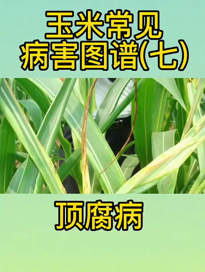 玉米常见病害——顶腐病