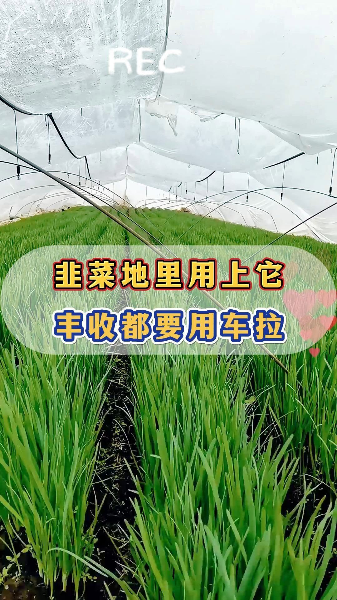 韭菜最喜欢的一样东西,能让韭菜茎感粗壮,叶片嫩绿肥厚
