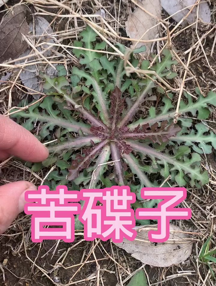 植物知识之苦碟子,听我来讲