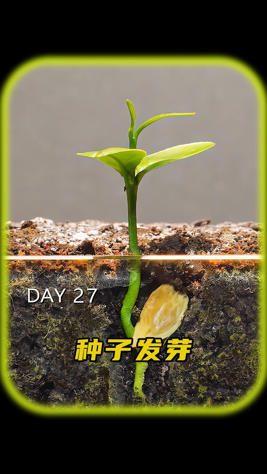 橘子种子发芽的全过程