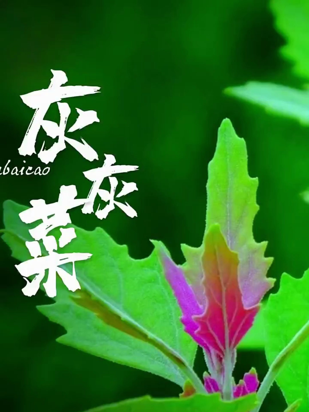 植物科普:农村路边常见的灰灰菜,烧成灰后可以当洗衣粉用