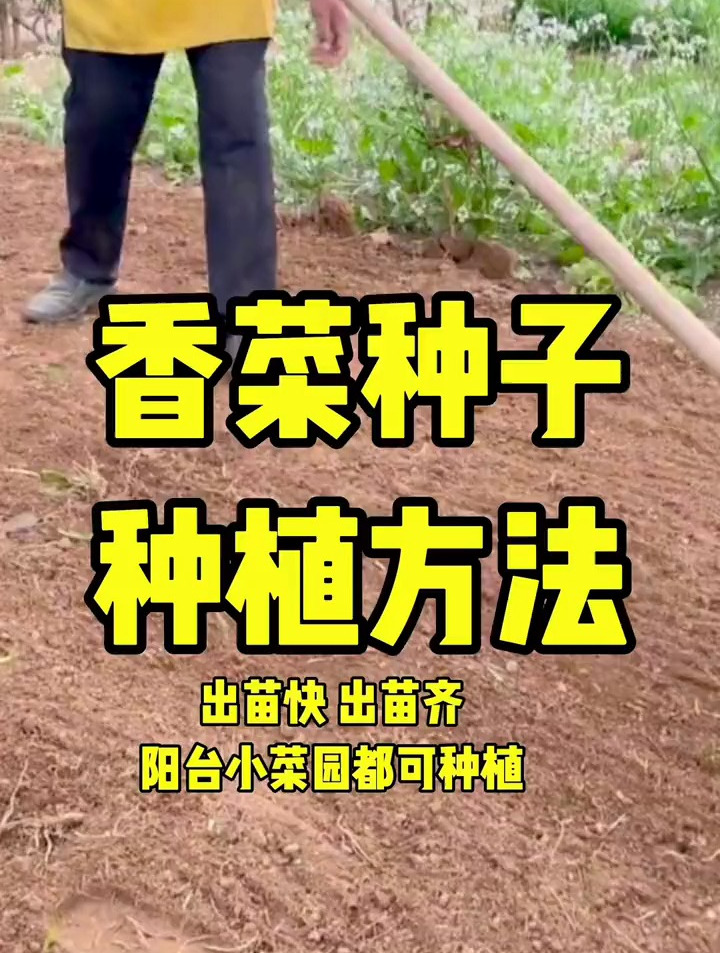 香菜种子的种植方法