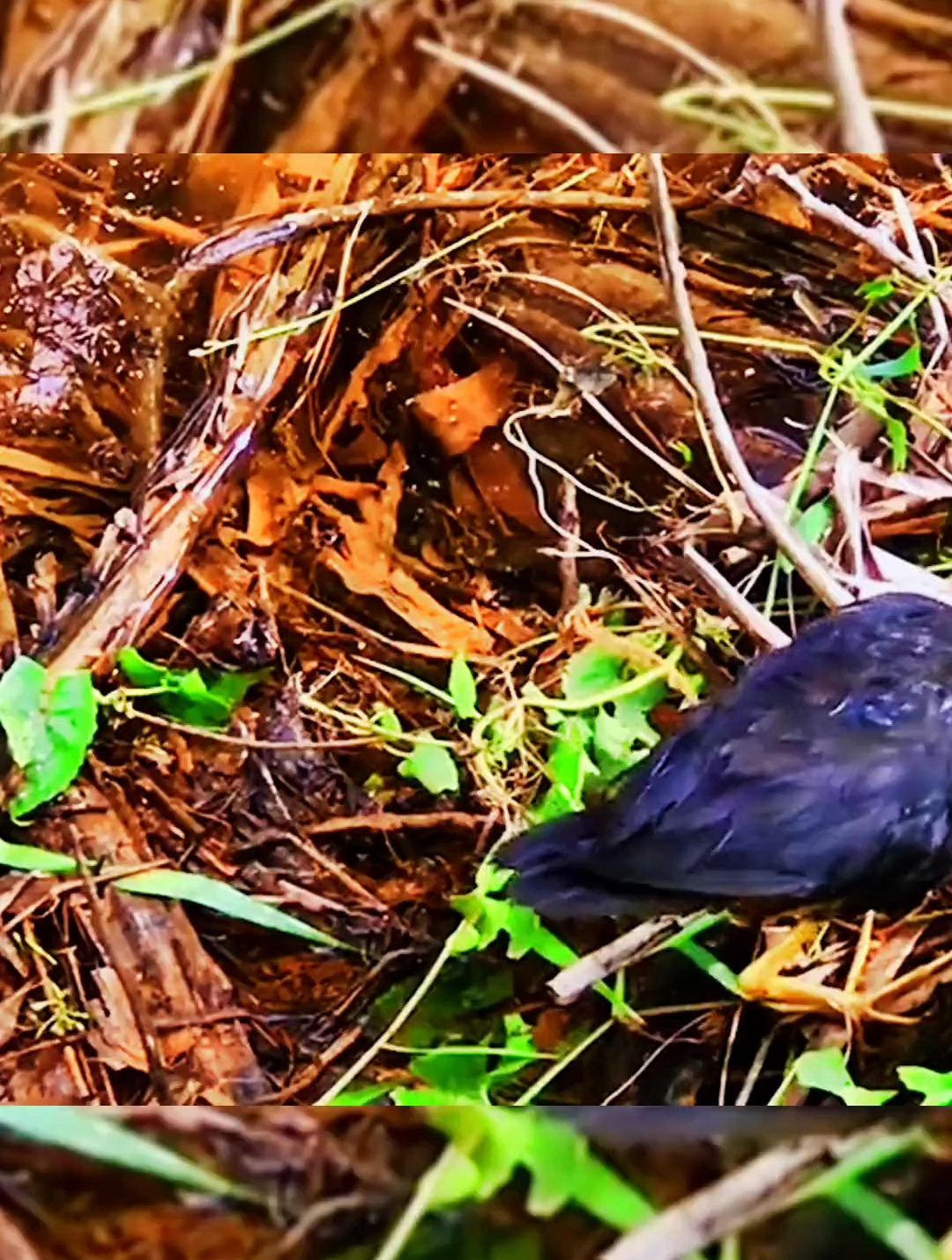 白面水鸡保护自己的蛋