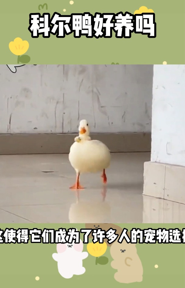 柯尔鸭好养吗?别担心,看完这个视频,让你成为养宠小能手!