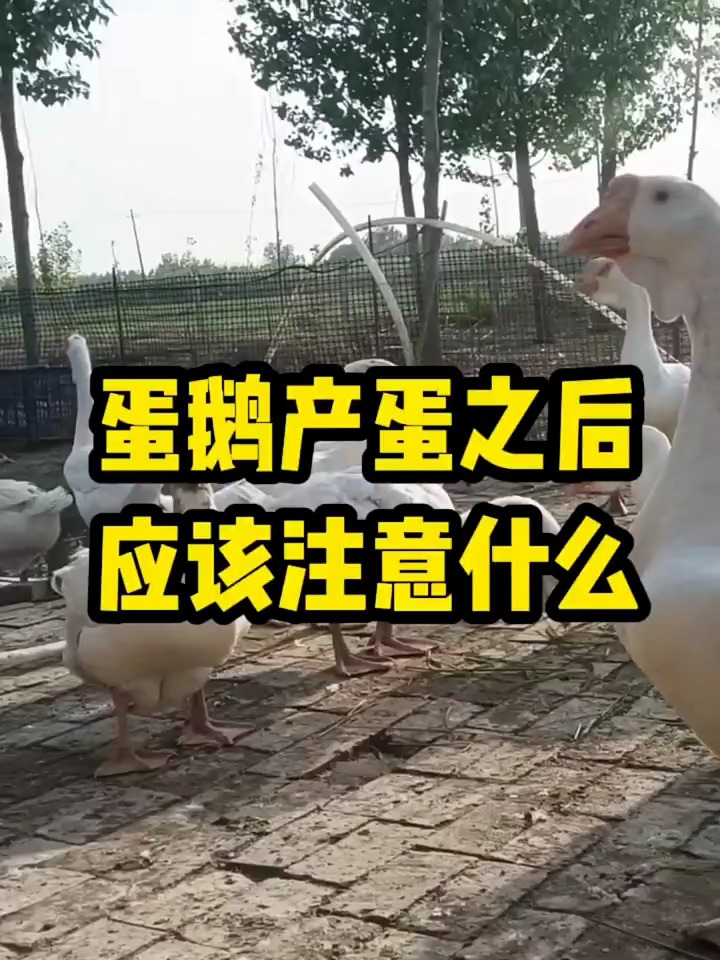蛋鹅产蛋之后,应该注意什么?