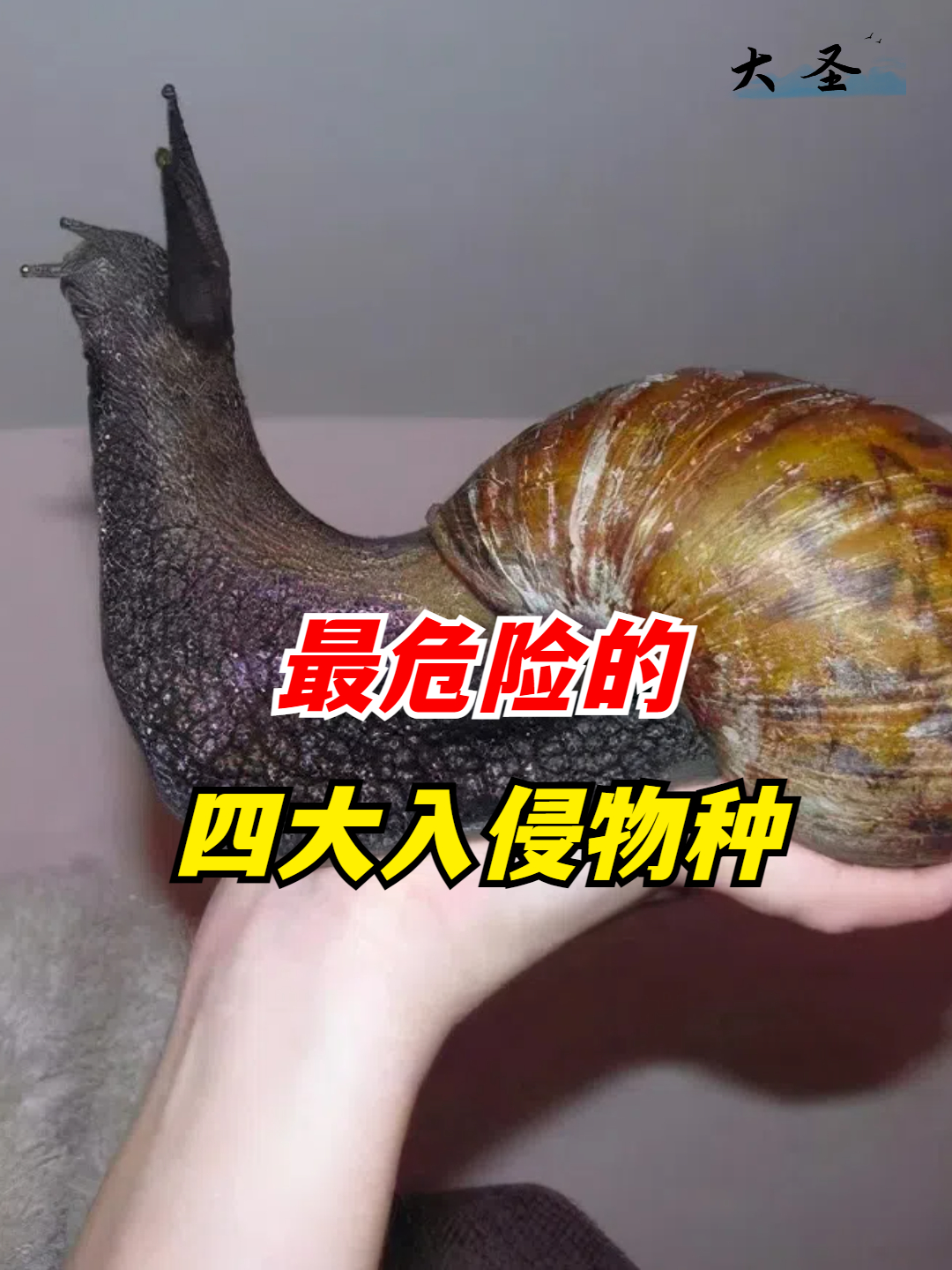 最危险的四大入侵物种,曾造成多起死亡事件,吃货也没办法(2)