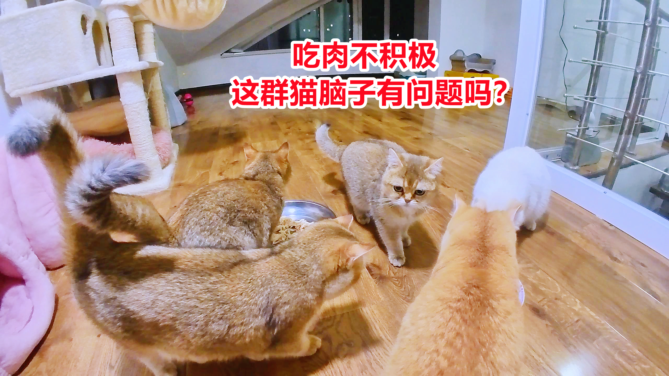 流浪猫没肉吃,这群宠物猫啊,追着它们让吃肉遭嫌弃,卑微的主人