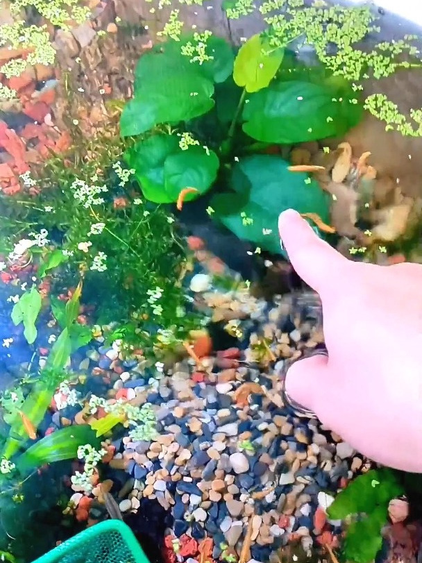 新手古法养鱼开缸教程,教你怎么做才能让水质清澈见底