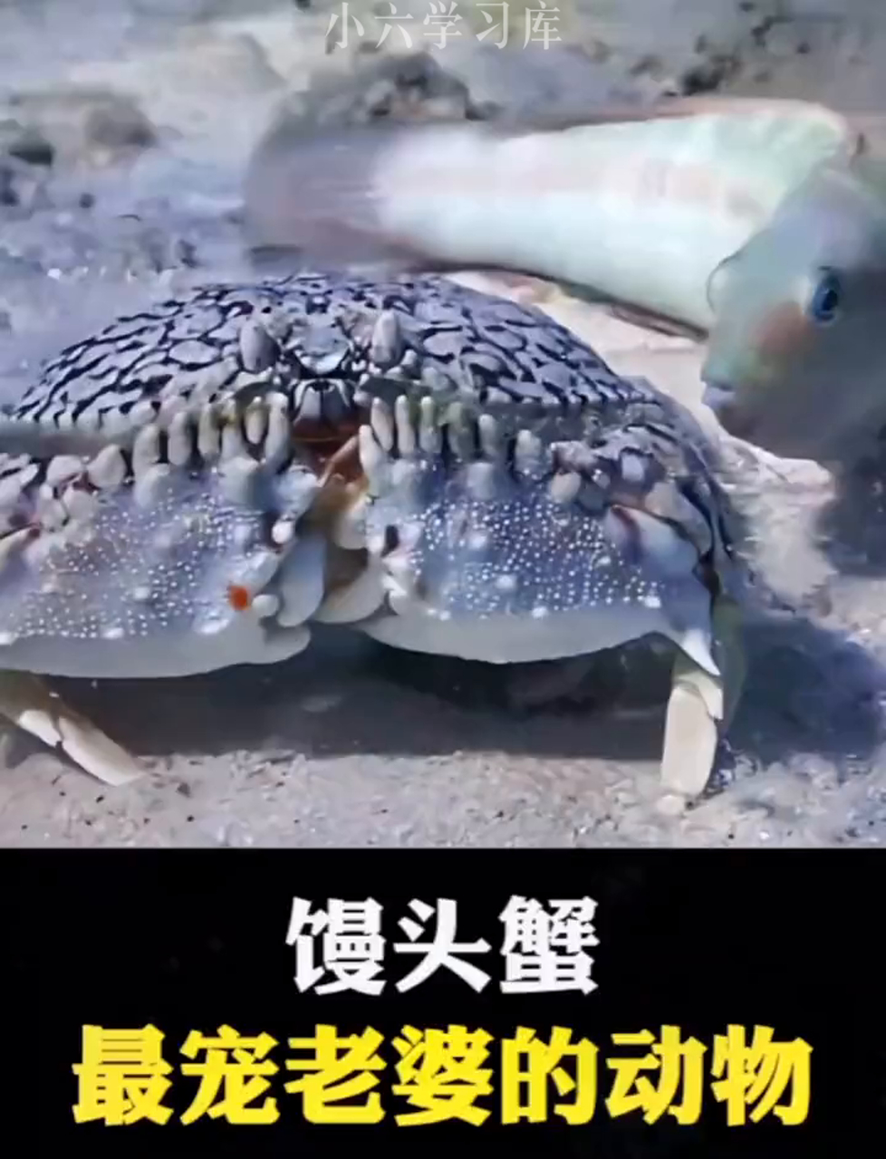全球最疼媳妇的动物,面包蟹