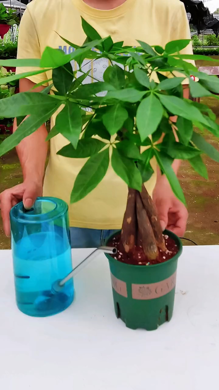 拯救你的发财树
