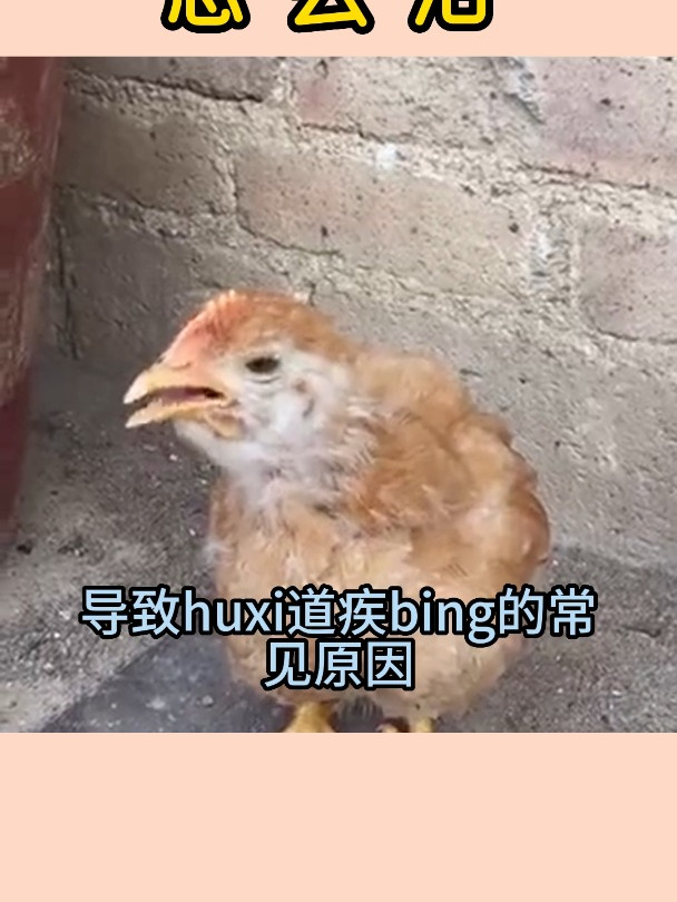 小鸡流鼻涕呼吸道疾病怎么治