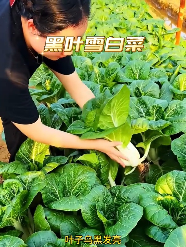 现在种下黑叶小白菜,整个冬天都有新鲜蔬菜吃!