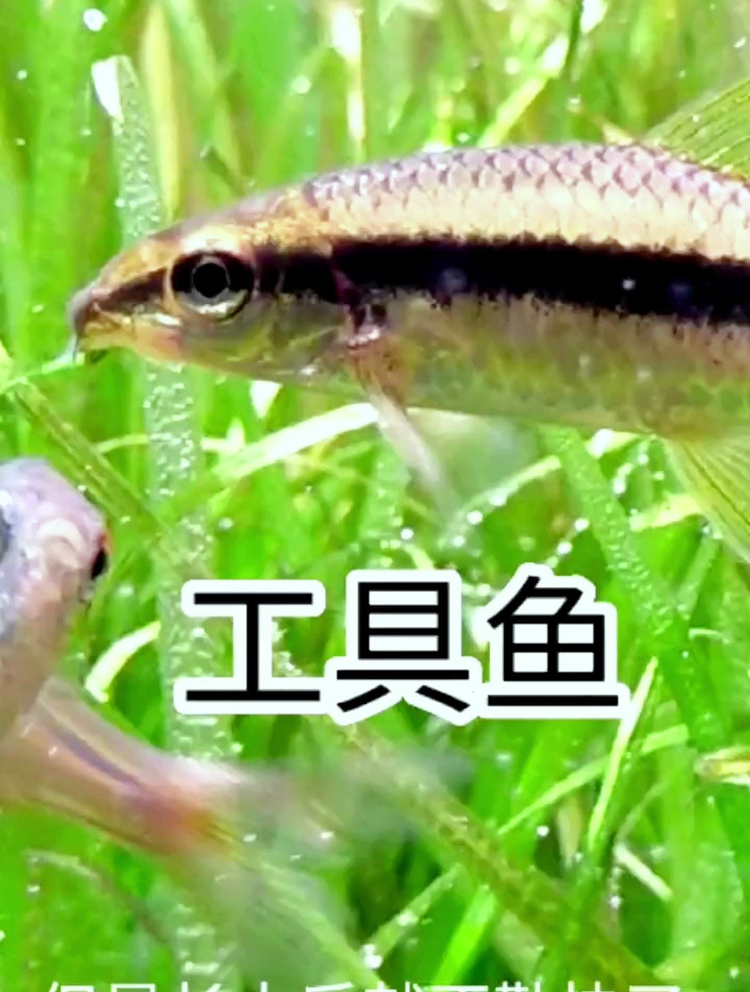 草缸的工具鱼有哪些?草缸大佬讲的超级详细,去给草缸增添生趣吧