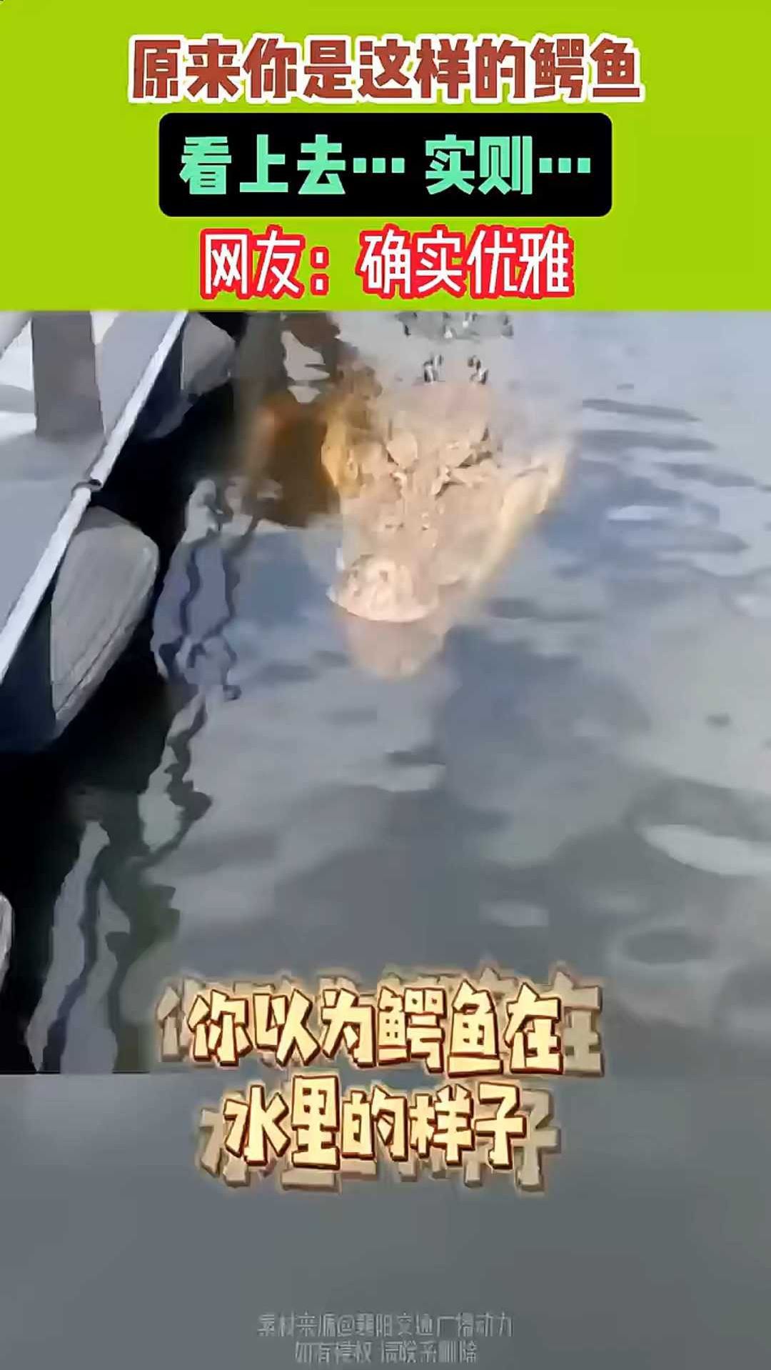 原来你是这样的鳄鱼
