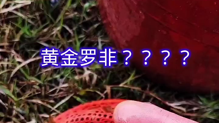 这是黄金罗非鱼吗