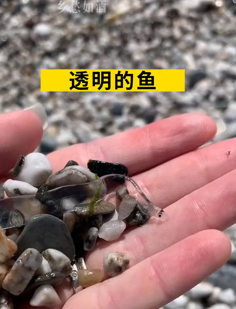 瞧这透明鱼,原来是鳗鱼啊!