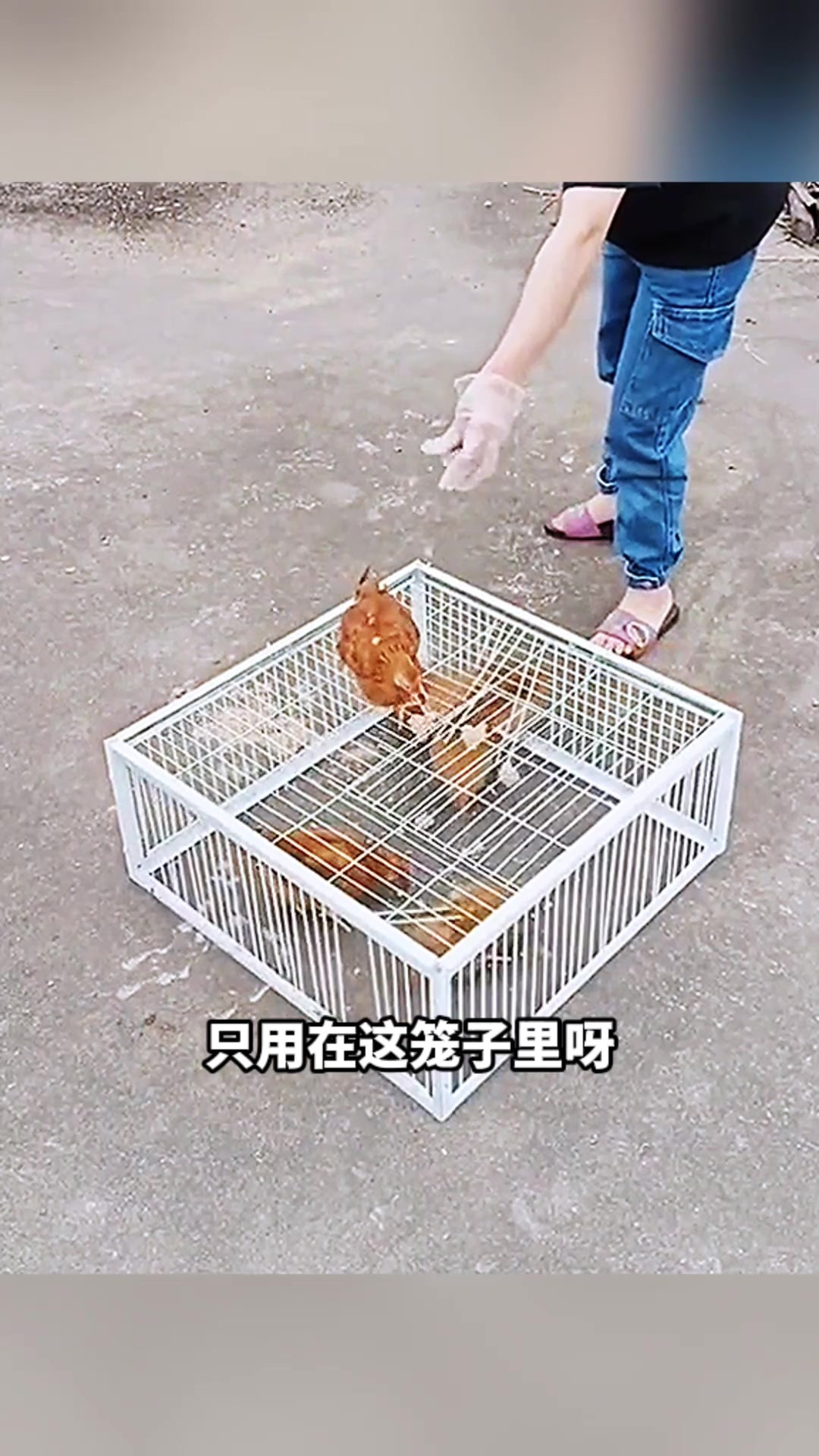 自制捉鸡神器,劳动人民智慧