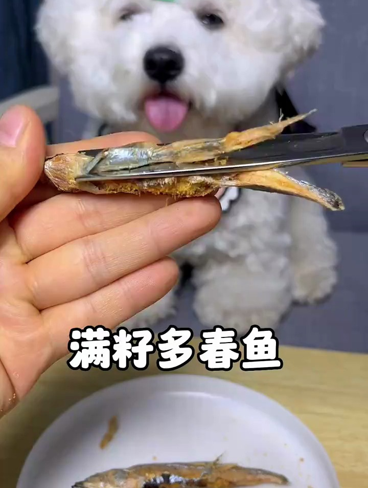 不给狗狗吃一次多春鱼,你都不知道它有多喜欢!