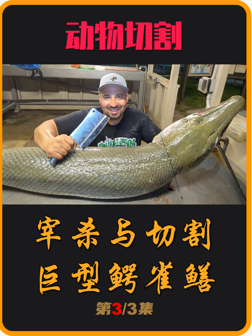 号称水中“鱼王”,几乎没有天敌,宰杀切割巨型鳄雀鳝(03)