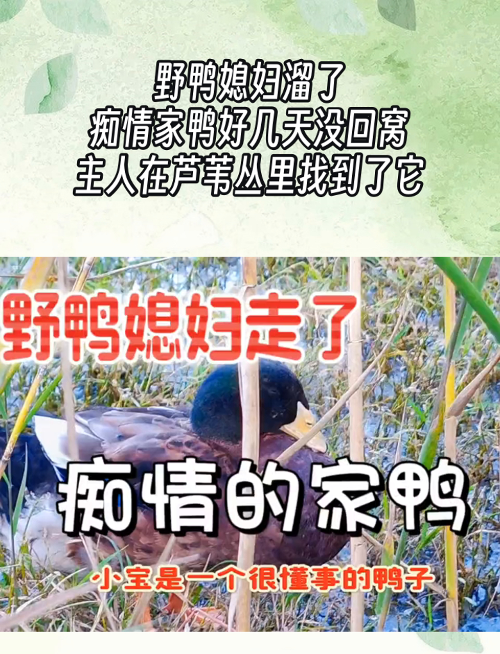 野鸭媳妇溜了,痴情家鸭好几天没回窝,主人在芦苇丛里找到了它