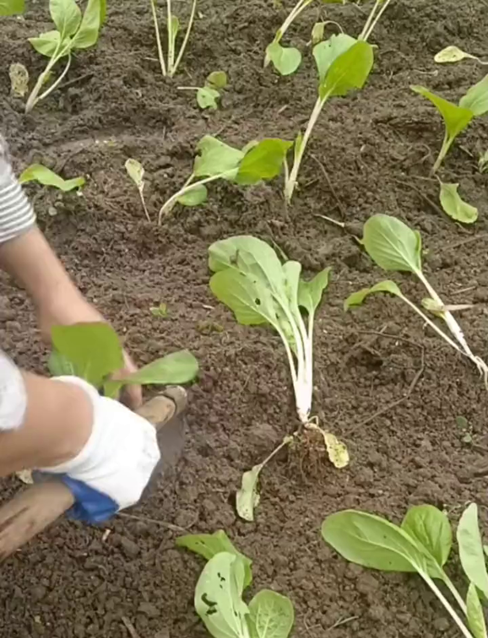 种大高个白菜,腌成咸菜酸菜,美味又下饭