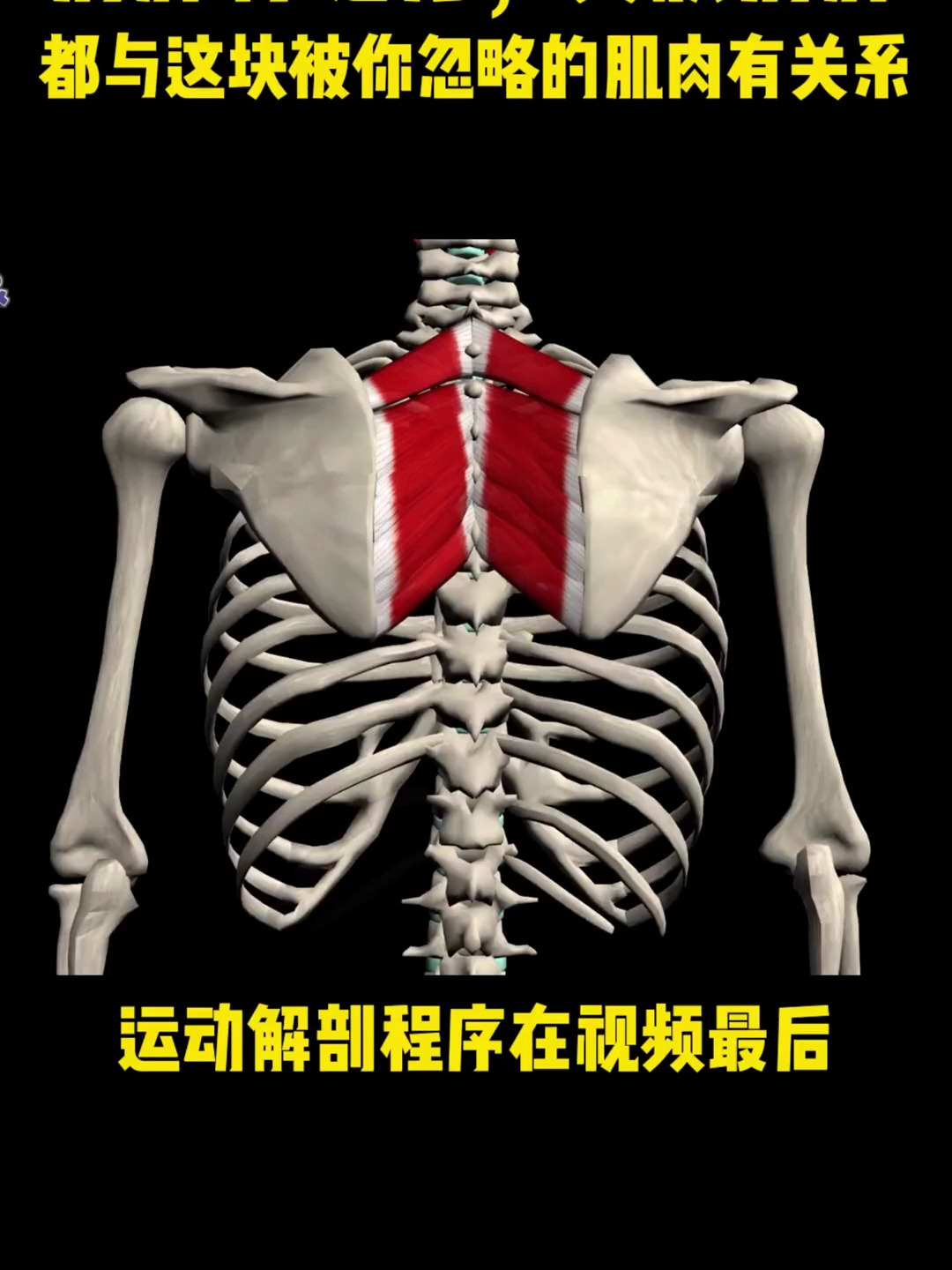 肩胛骨缝疼,翼状肩胛都要了解下这块肌肉体态纠正
