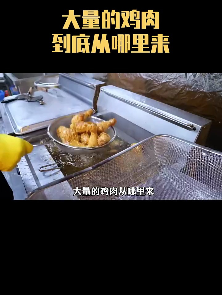 大量的鸡肉从哪里来一起看一下,一只鸡从出生到死亡短暂的一生