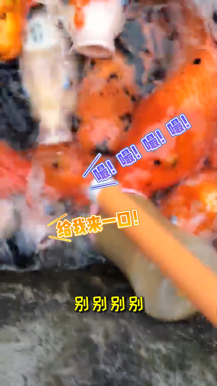 这鱼都看出来我是厨子了?张大仙 喂鱼 户外