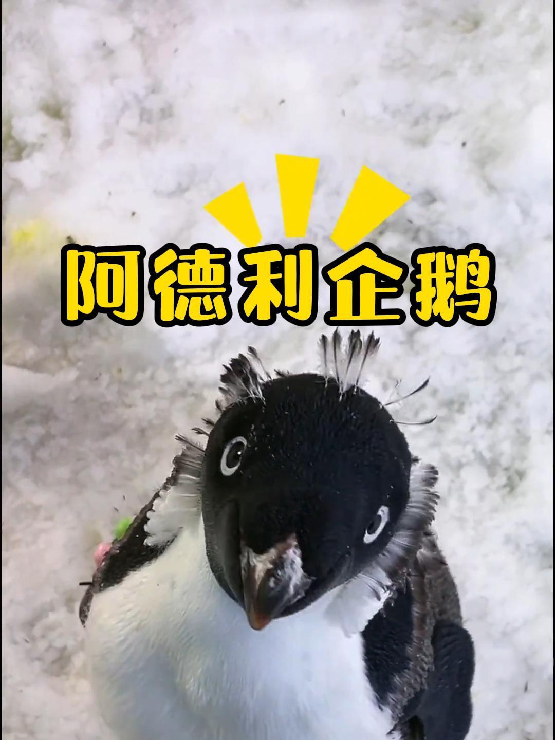 憨态可掬的阿德利企鹅,心机竟然这么重!