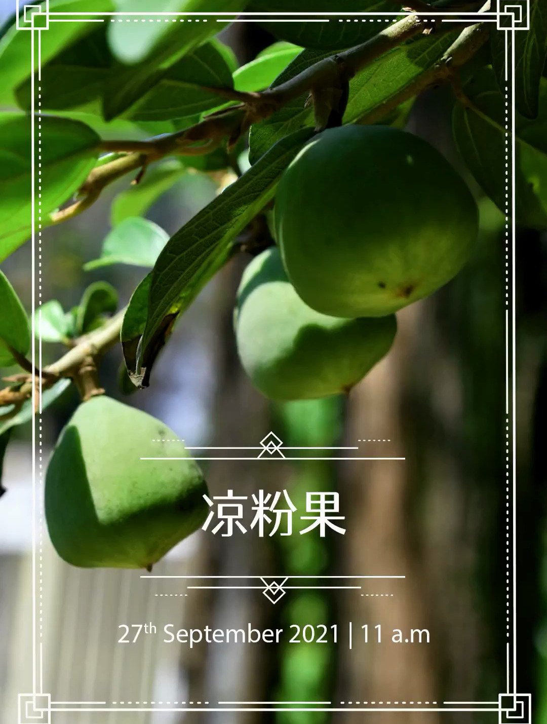 薜荔,也叫凉粉果,果实可以制作凉粉,你见过吗?