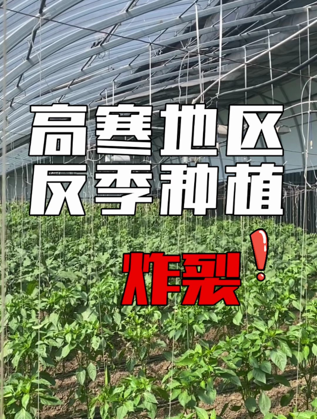 高寒地区反季种植蔬菜的温室,功能有多炸裂