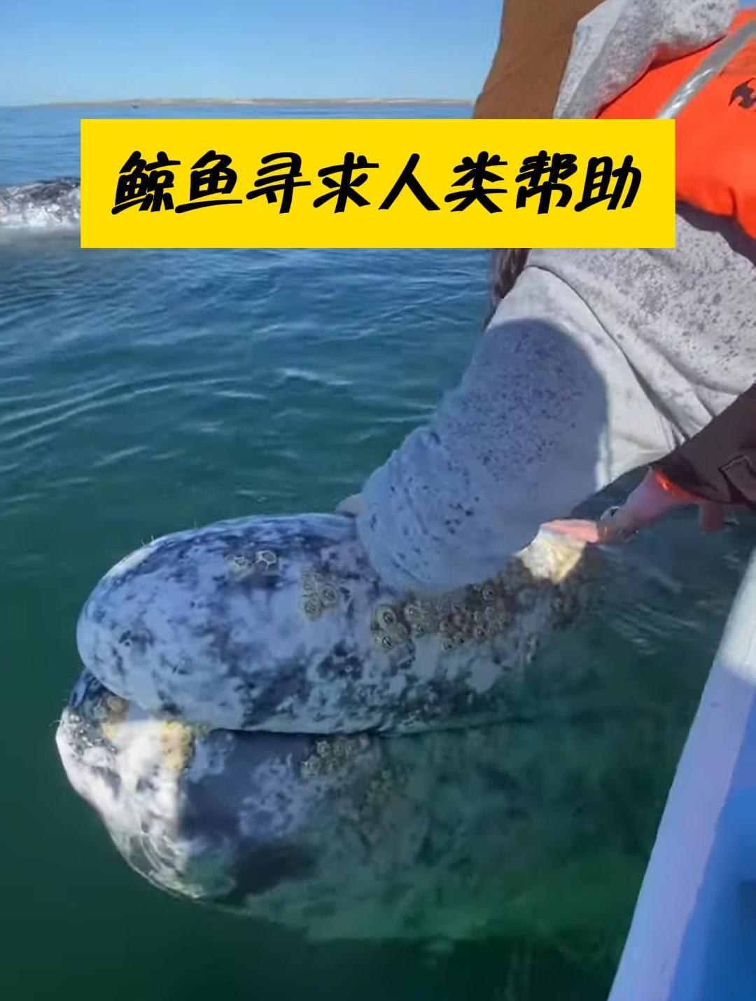 鲸鱼身上长满藤壶,浮出海面向人类寻求帮助