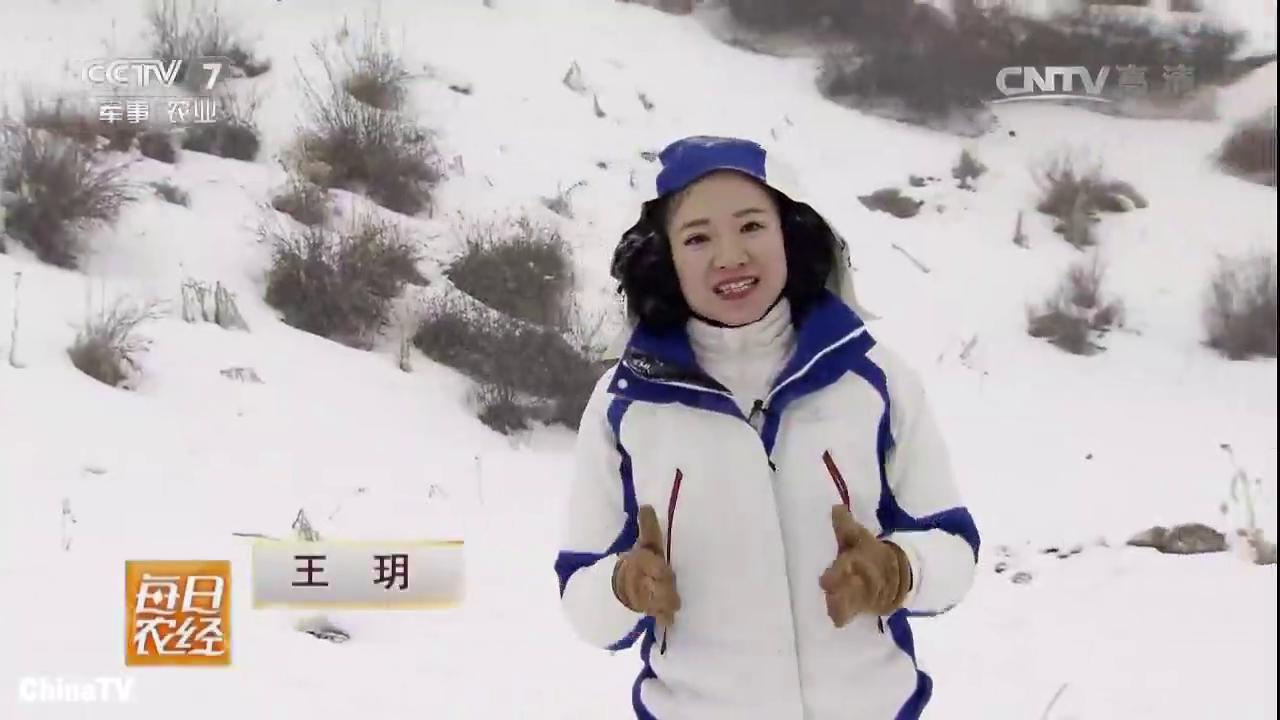 养的鸡不见了,再发现时就只剩下鸡毛,可不仅是黄鼠狼那么简单