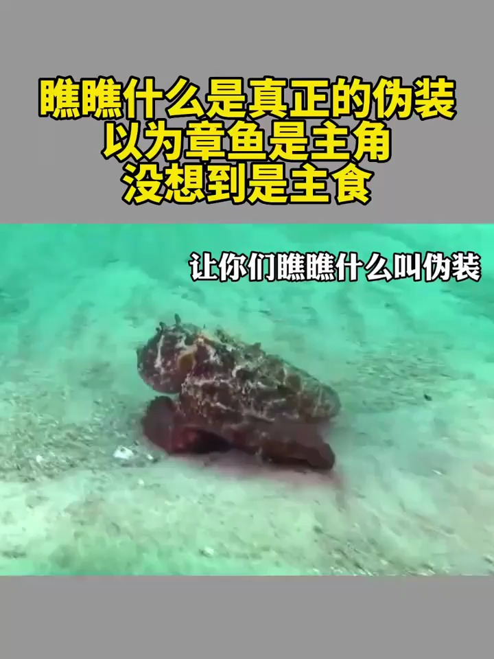 瞧瞧什么是真正的伪装,以为章鱼是主角,没想到它是主食!