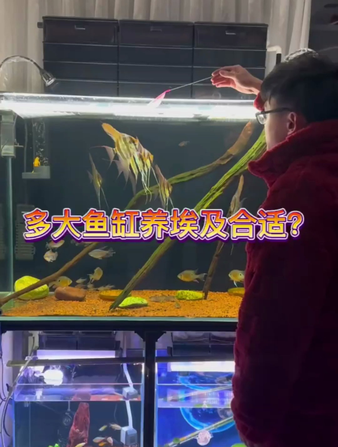 埃及鱼要用多大的鱼缸养?这个视频具体说!