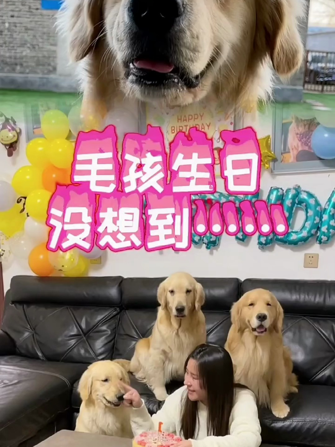 奥迪一岁了 生日快乐