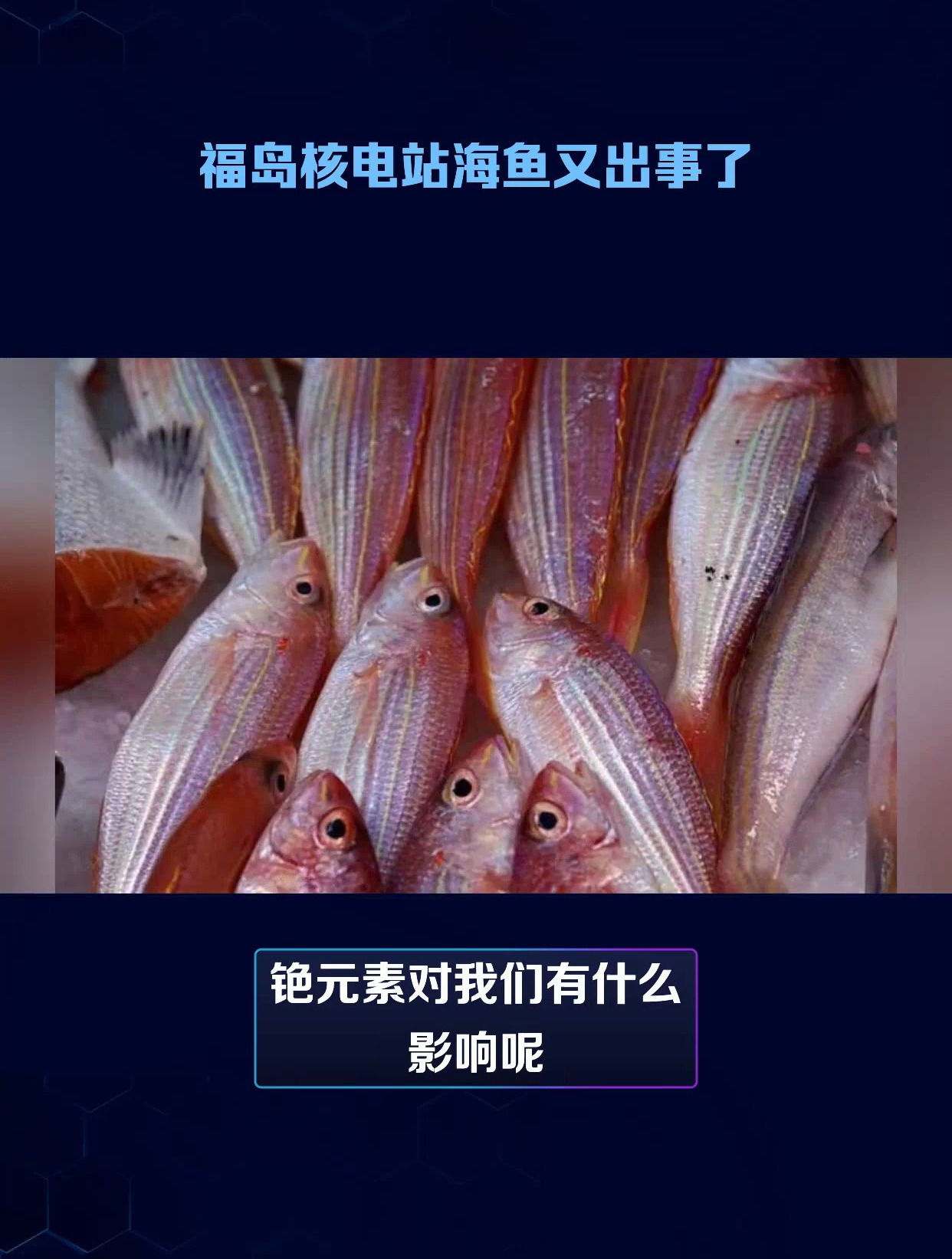 福岛港湾鱼体内放射性物质超标180倍
