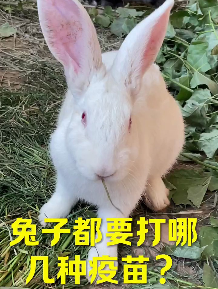 兔子都要打哪几种疫苗
