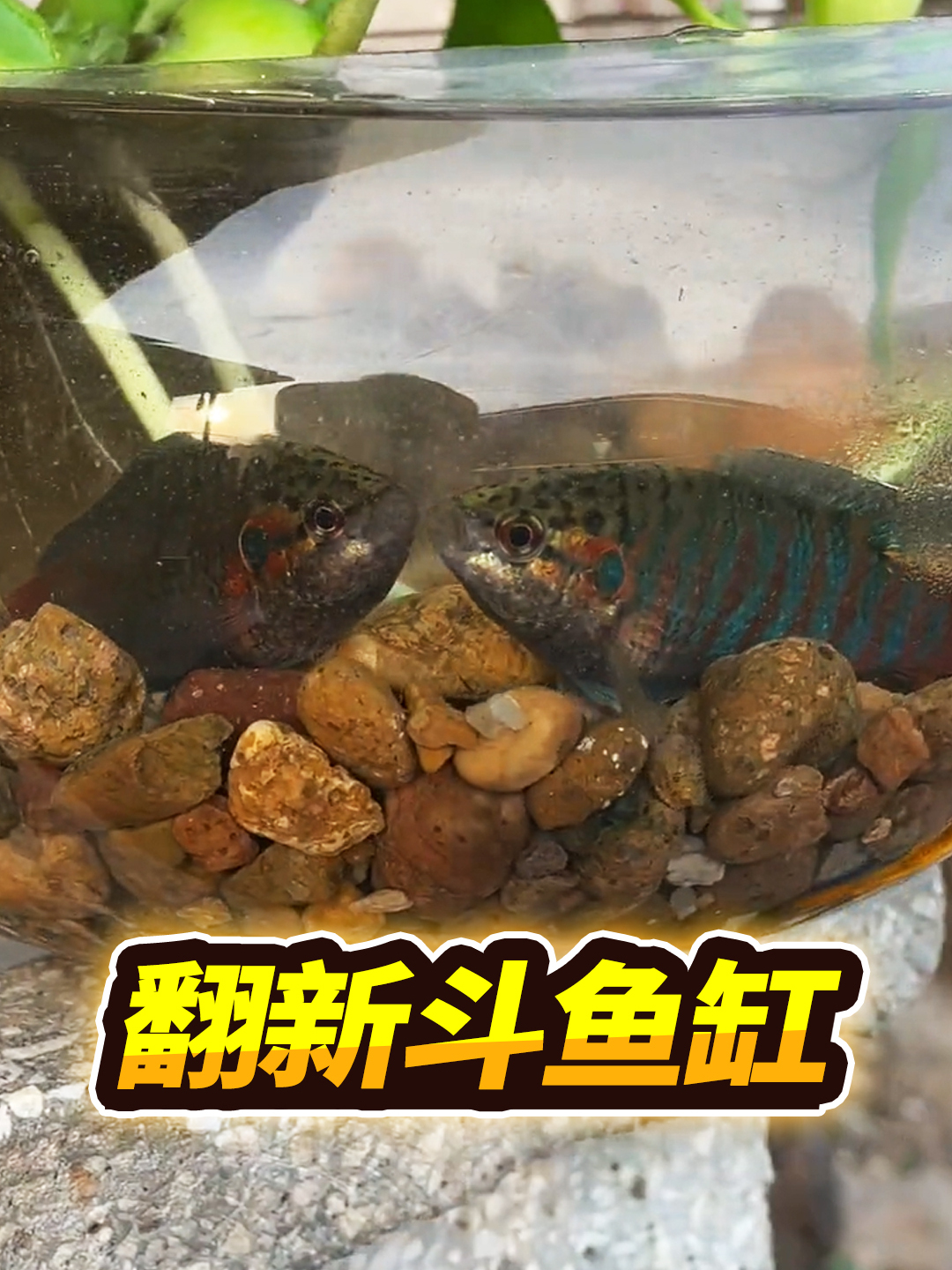 半个月没有看我的鱼缸了