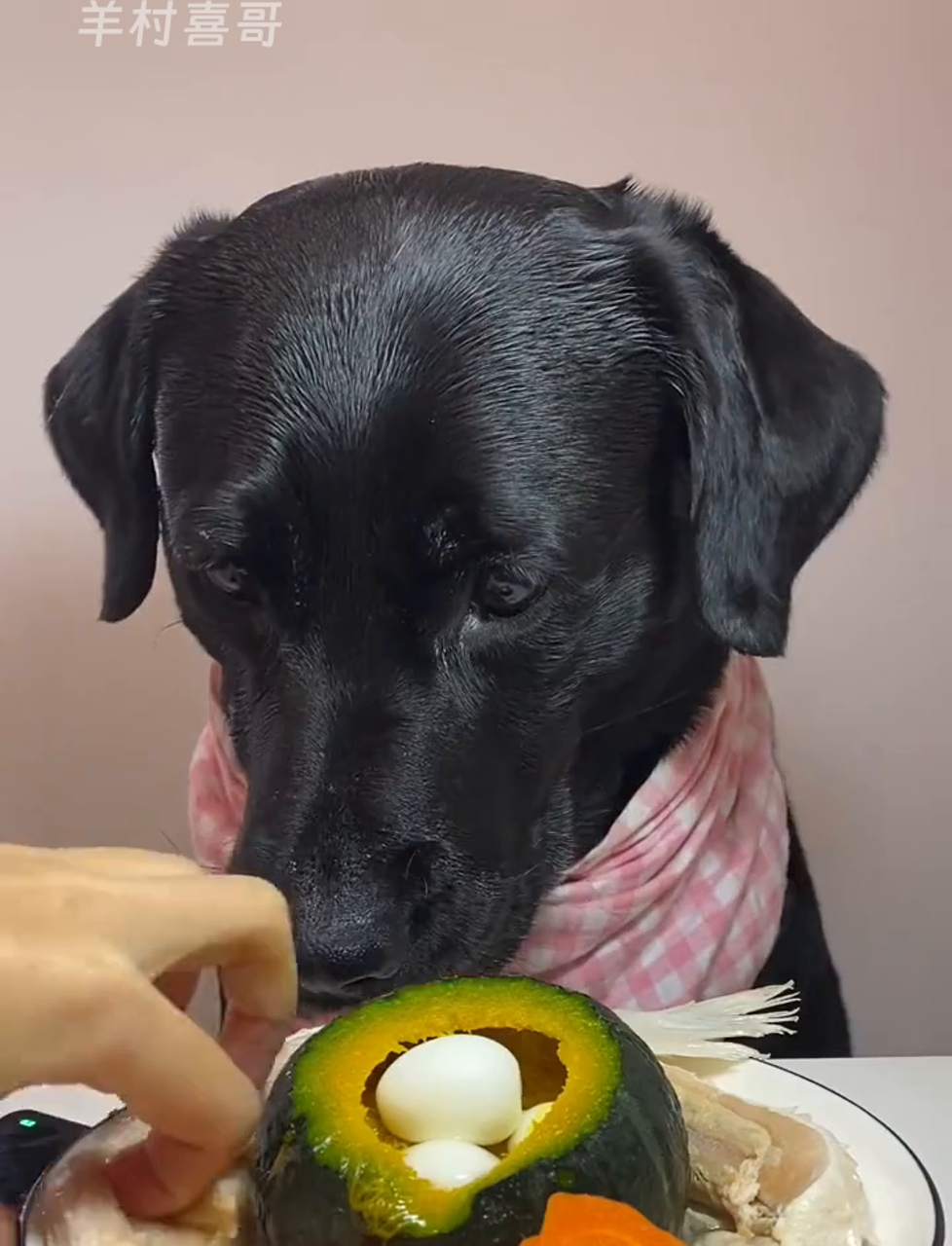 尝点三文鱼碎肉,美味又实惠