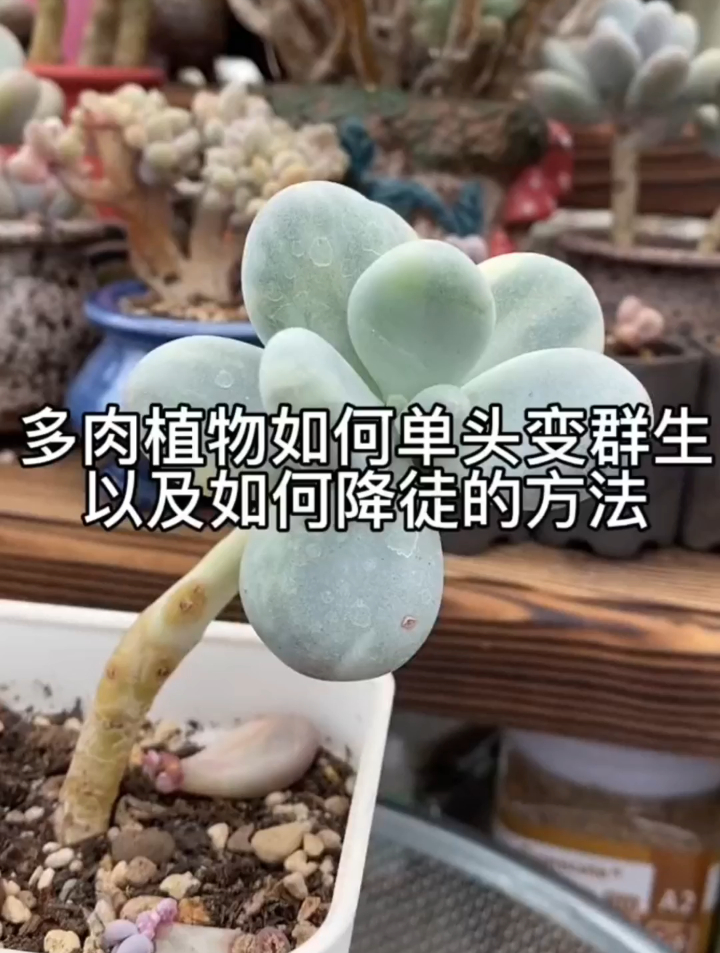 多肉植物如何单头变群生,你们还有哪些方法?评论区留给你们～~