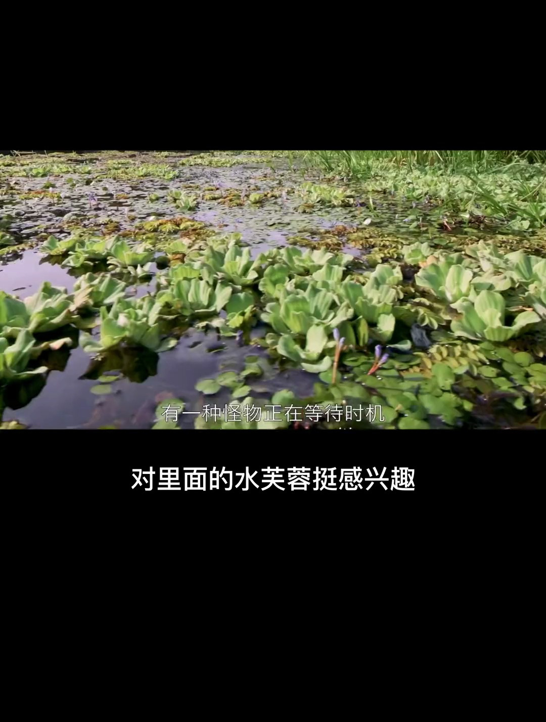 鱼缸里的小虫子……