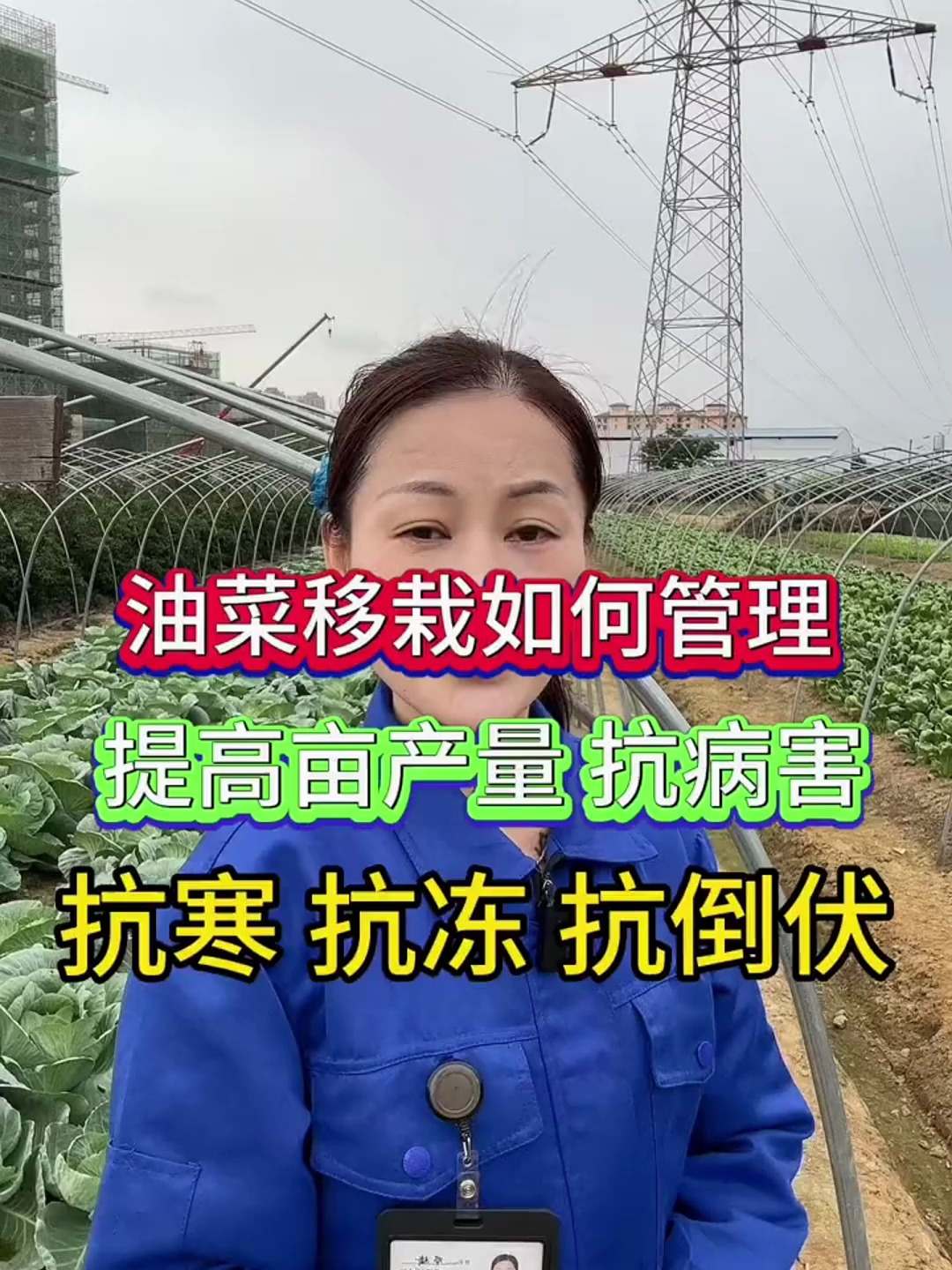 油菜移栽后如何管理,才能提高亩产量,抗病害,抗寒抗倒伏