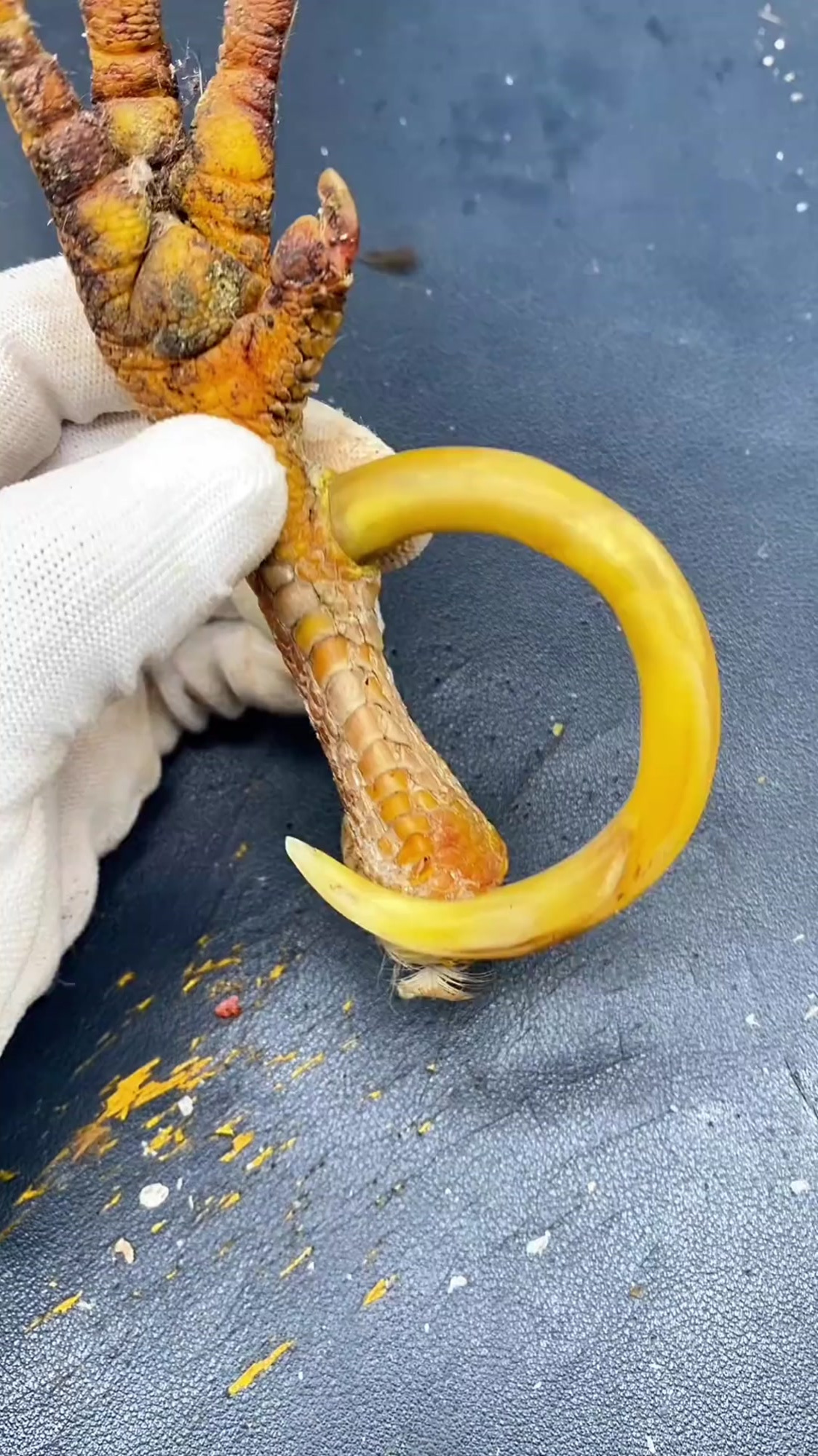 这么大的鸡爪子有人见过吗?