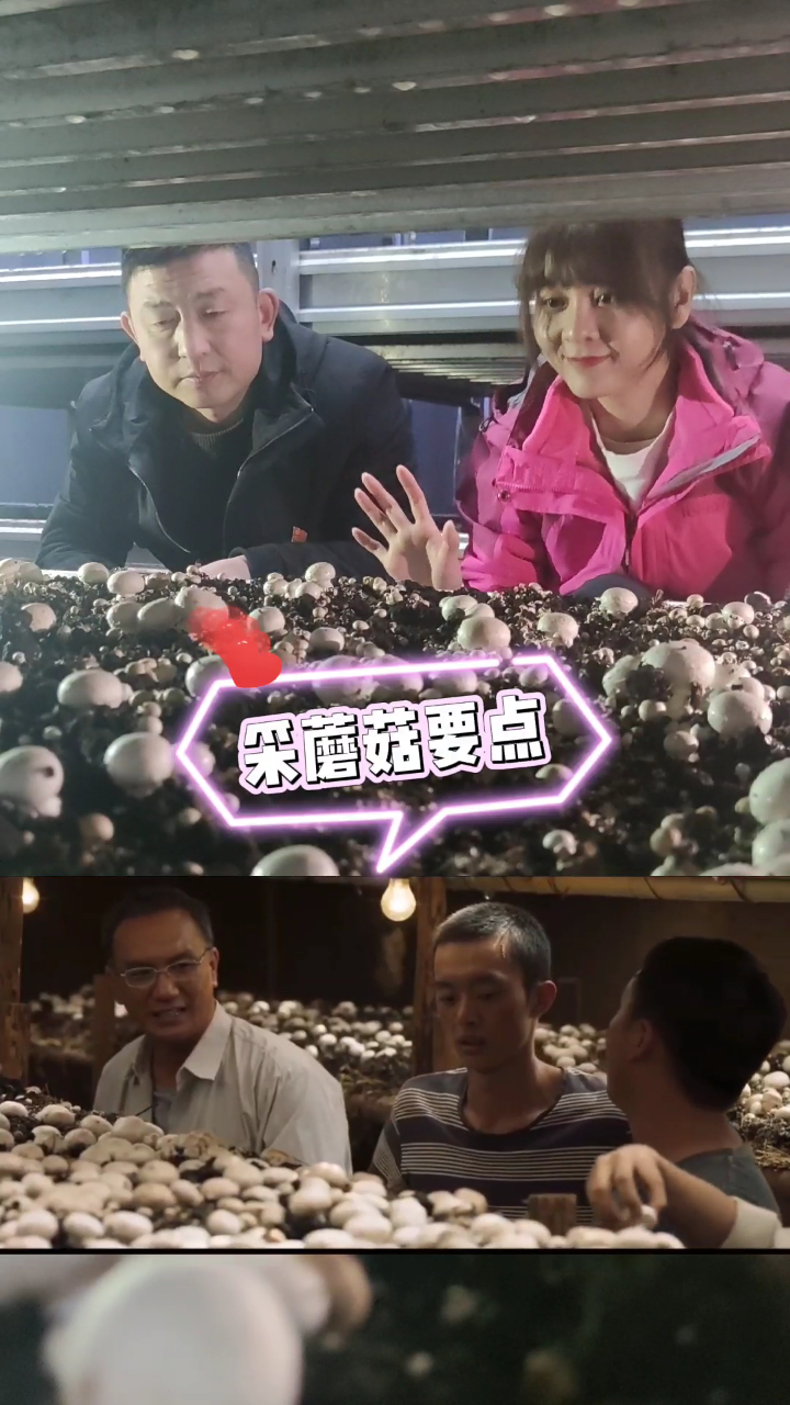 电视剧山海情 采蘑菇线上教学,宁夏卫视主播闽宁镇现场实践